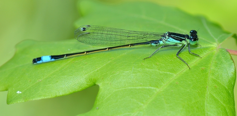 Ischnura elegans